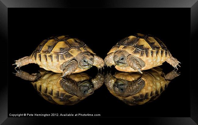 Two baby tortoises Framed Print by Pete Hemington