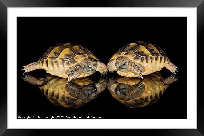 Two baby tortoises Framed Mounted Print by Pete Hemington
