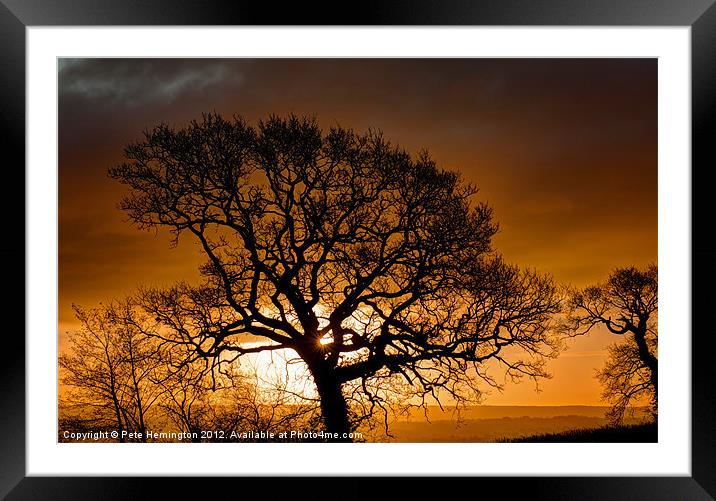 Trees at Dawn Framed Mounted Print by Pete Hemington