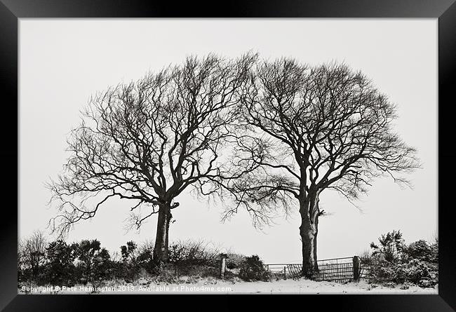 Two snowy trees Framed Print by Pete Hemington
