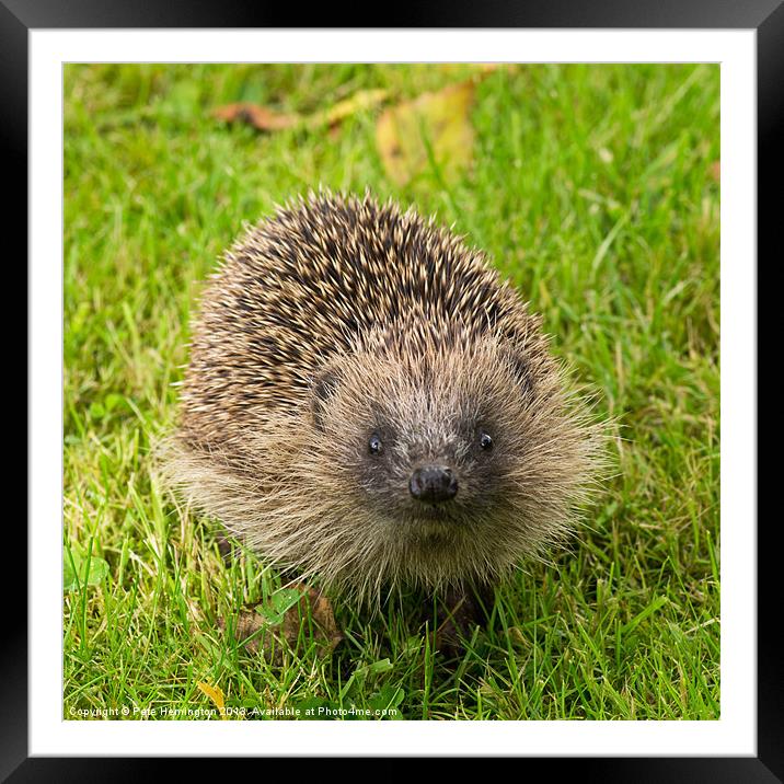 Hedgehog in the Garden Framed Mounted Print by Pete Hemington