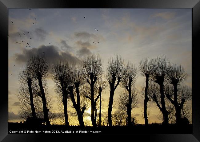 Pollarded Trees at Exmouth Framed Print by Pete Hemington