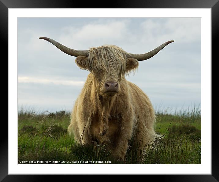 Highland cow, Exmoor Framed Mounted Print by Pete Hemington