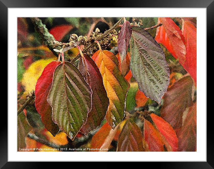 Hamamelis - painterly Framed Mounted Print by Pete Hemington