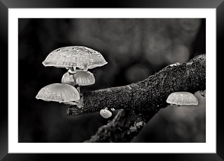 Tree fungi Framed Mounted Print by Pete Hemington