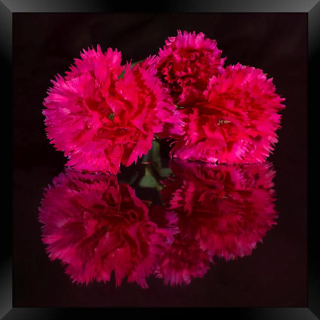 Reflected Carnations Framed Print by Pete Hemington