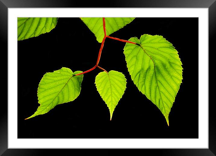 Backlit leaves Framed Mounted Print by Pete Hemington