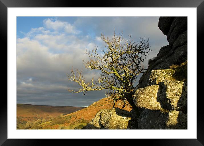 Lone tree on Bonehill Rocks Framed Mounted Print by Pete Hemington
