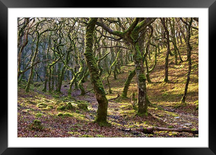 Woods near Badgeworthy Water Exmoor Framed Mounted Print by Pete Hemington