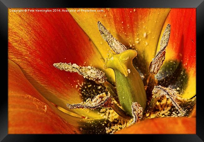 Tulip macro with orton effect Framed Print by Pete Hemington