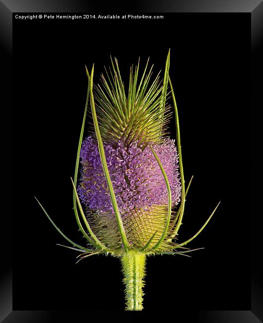  Flowering Teasel Framed Print by Pete Hemington