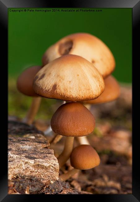  Mushrooms Framed Print by Pete Hemington