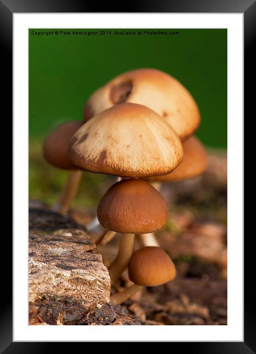  Mushrooms Framed Mounted Print by Pete Hemington