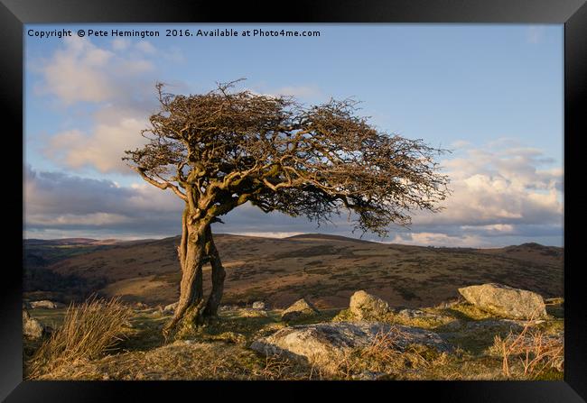 Lone tree on Dartmoor Framed Print by Pete Hemington