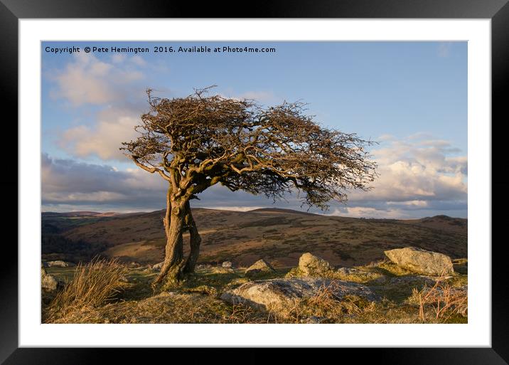 Lone tree on Dartmoor Framed Mounted Print by Pete Hemington