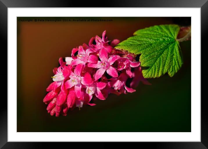 Flowering Cherry Ribes Framed Mounted Print by Pete Hemington