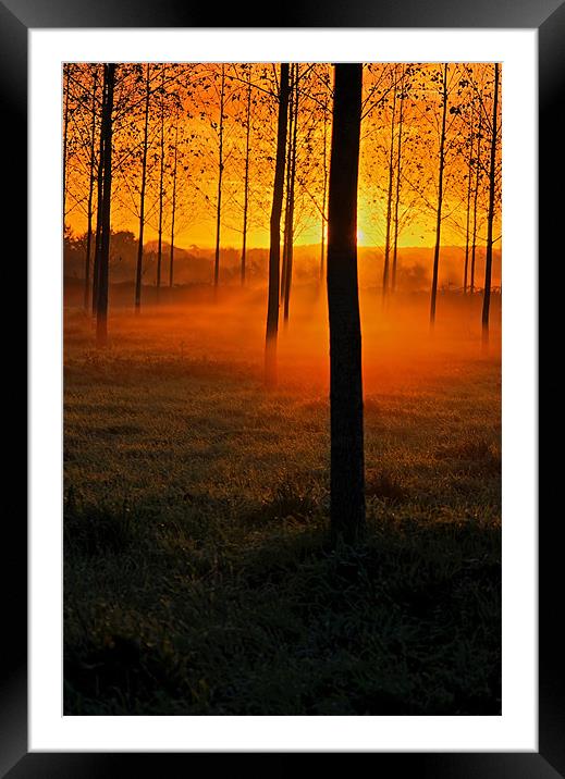 Sunrise through the Trees Framed Mounted Print by Pete Hemington