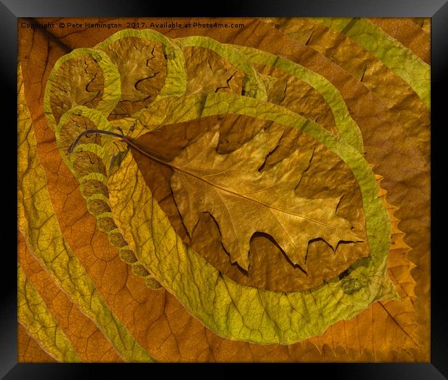 Leaf abstract Framed Print by Pete Hemington