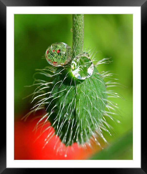 Poppy seed and rain drops Framed Mounted Print by Pete Hemington