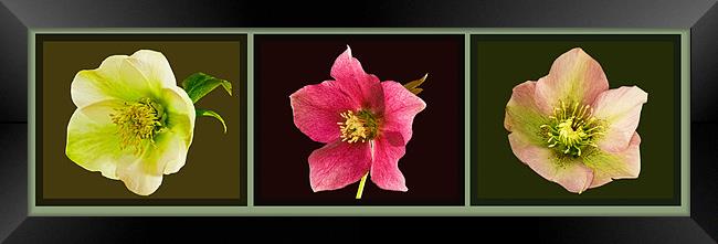 Triptych of Lentern roses - Hellebores Framed Print by Pete Hemington