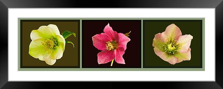 Triptych of Lentern roses - Hellebores Framed Mounted Print by Pete Hemington