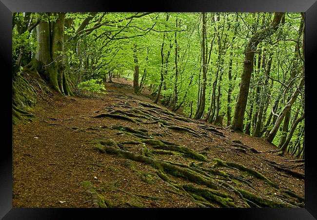 Woods near Wellington Monument Framed Print by Pete Hemington