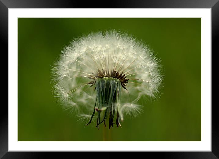 Dandelion seed head Framed Mounted Print by Pete Hemington