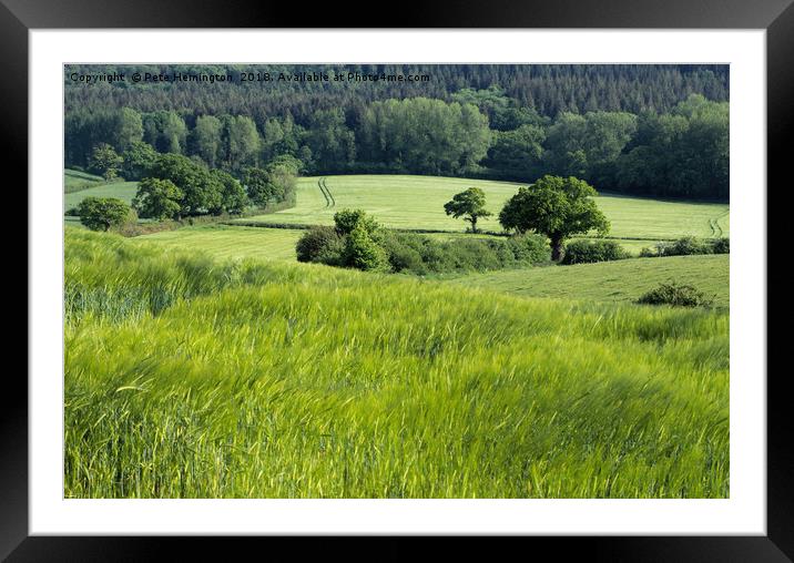 The edge of Ashclyst Forest Framed Mounted Print by Pete Hemington