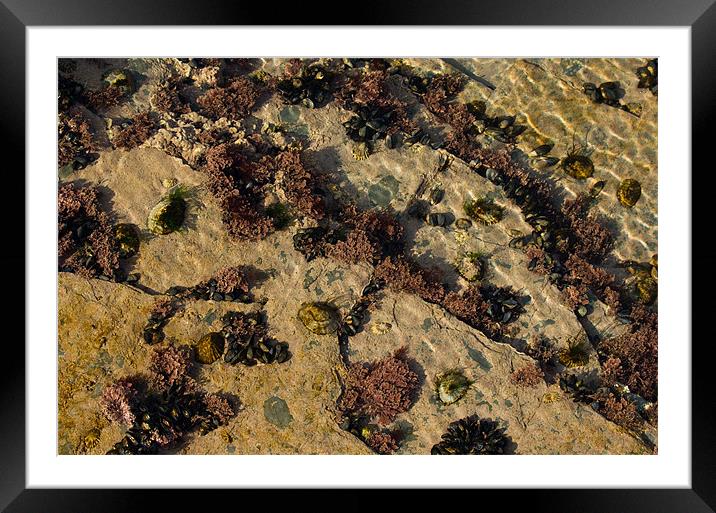 Cornish coral(?) - at Constantine Bay Framed Mounted Print by Pete Hemington