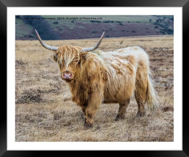 Longhorn cow on Exmoor Framed Mounted Print by Pete Hemington