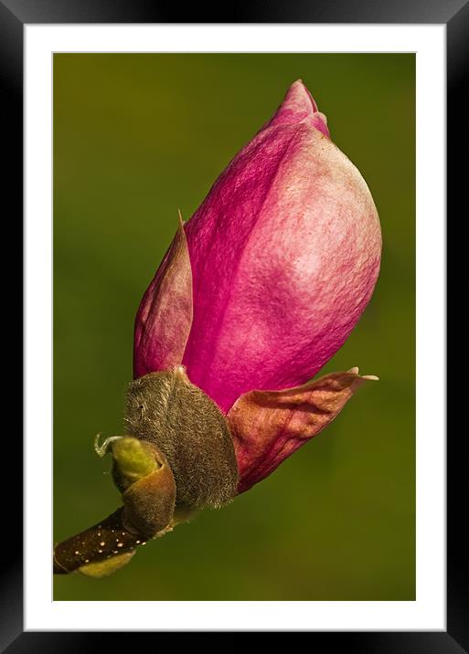 Magnolia Bud Framed Mounted Print by Pete Hemington