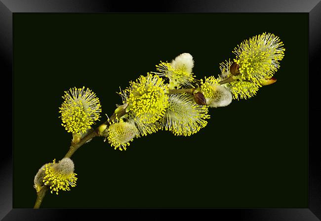 Pussy Willow Catkins Framed Print by Pete Hemington