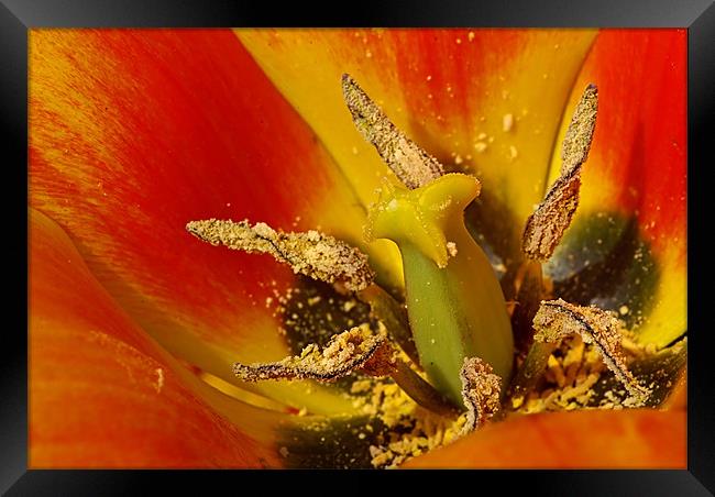 Tulip macro Framed Print by Pete Hemington