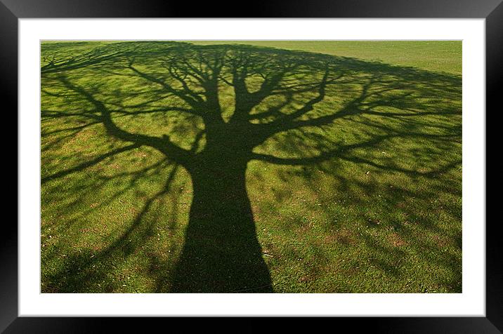Shadow tree Framed Mounted Print by Pete Hemington