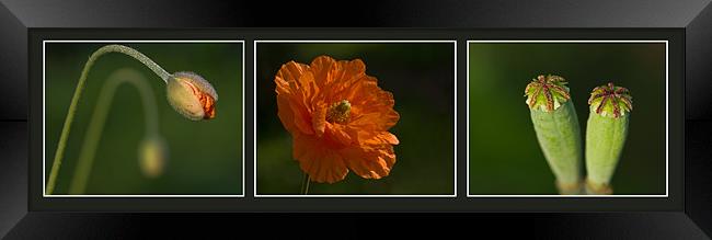Poppy Triptych Framed Print by Pete Hemington