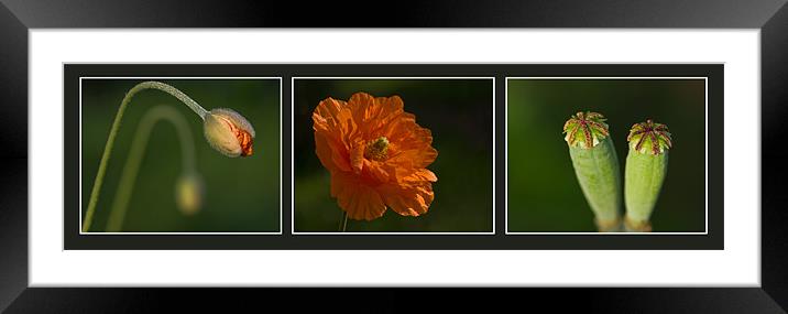 Poppy Triptych Framed Mounted Print by Pete Hemington