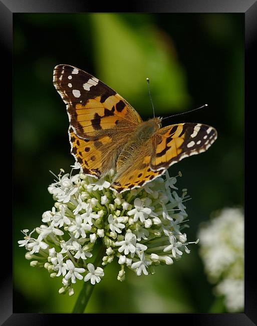 Painted lady butterfly Framed Print by Pete Hemington