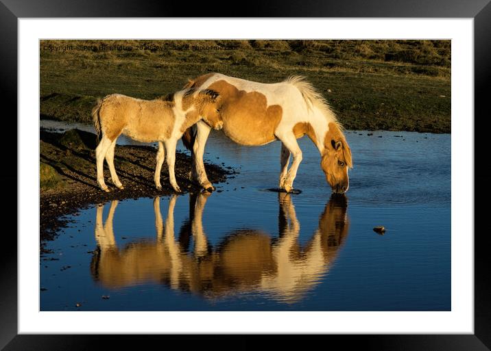 Dartmoor ponies Framed Mounted Print by Pete Hemington