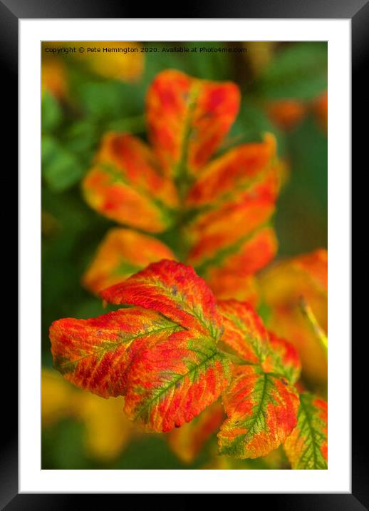 Autumn leaves Framed Mounted Print by Pete Hemington