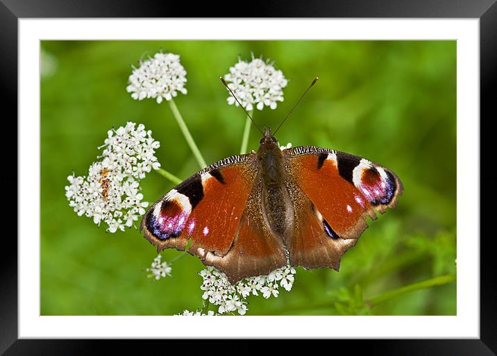 Peacock Butterfly Framed Mounted Print by Pete Hemington