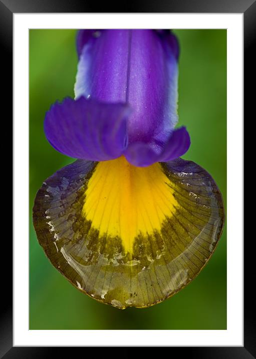 Iris tongue with water reflections Framed Mounted Print by Pete Hemington