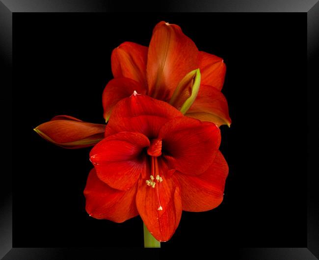 Amaryllis Flower Framed Print by Pete Hemington