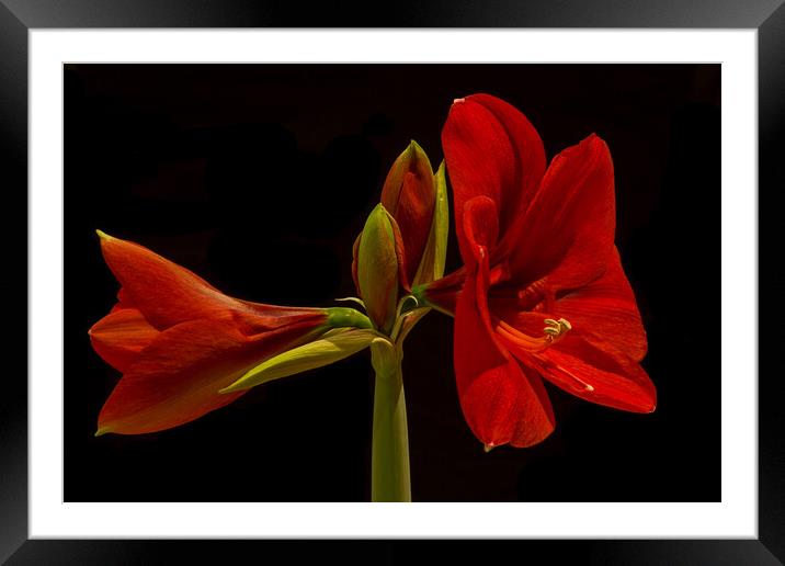 Amaryllis Flower Framed Mounted Print by Pete Hemington