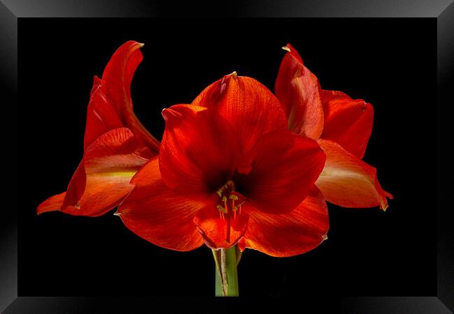 Amaryllis Flower Framed Print by Pete Hemington