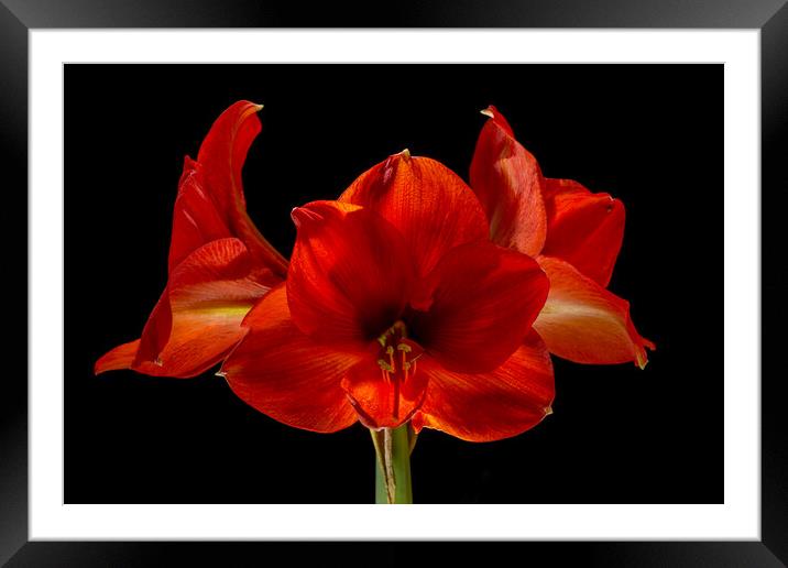 Amaryllis Flower Framed Mounted Print by Pete Hemington