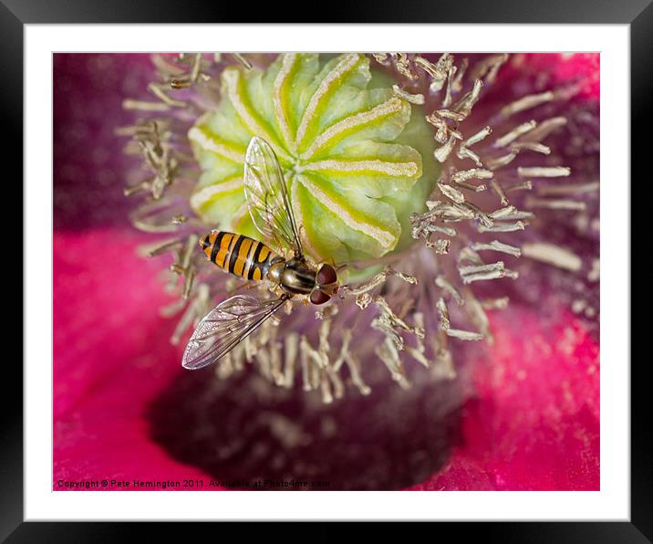 Hoverfly over Poppy Framed Mounted Print by Pete Hemington