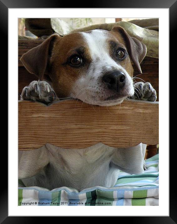 Adorable Jack Russell Terrier Enjoys the Moment Framed Mounted Print by Graham Taylor