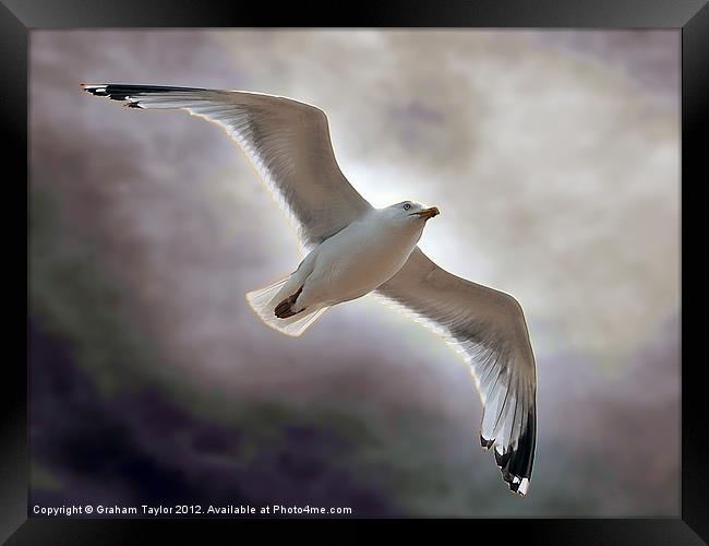 Majestic Seagull Soaring over Hastings Framed Print by Graham Taylor
