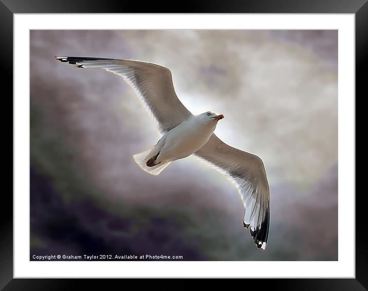 Majestic Seagull Soaring over Hastings Framed Mounted Print by Graham Taylor