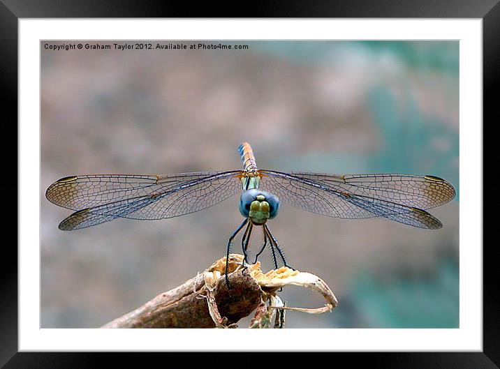 Majestic Dragonfly Portrait Framed Mounted Print by Graham Taylor